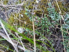 Argyrochosma nivea