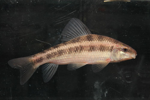 Meerzuiger (Erimyzon sucetta) — Catostomidae — 2
