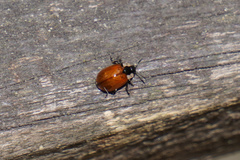 Macrolina