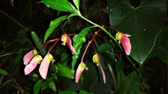 Begonia acerifolia