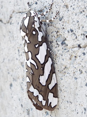 Arachnis dilecta