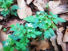 Cardamine auriculata