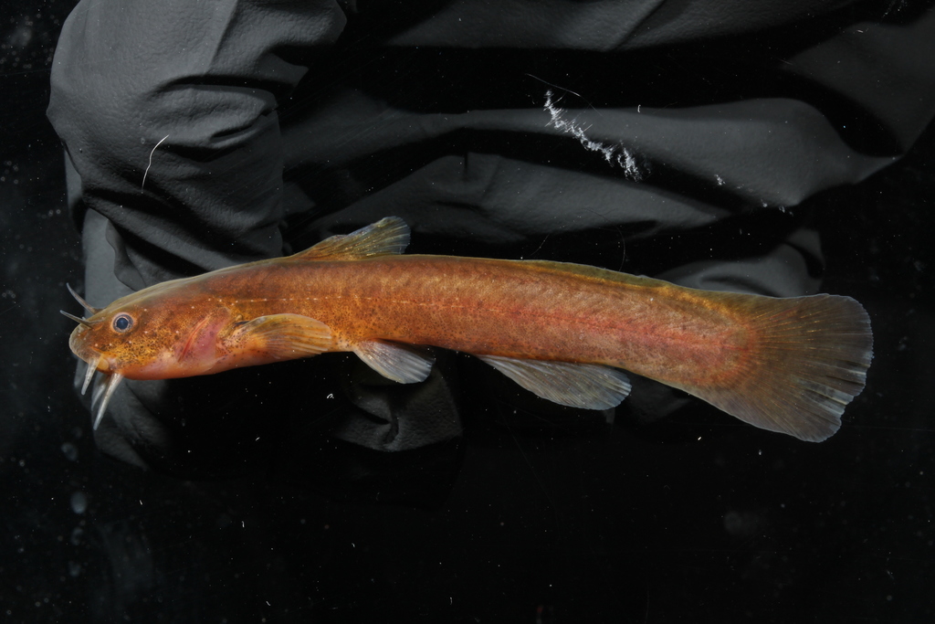 Speckled Madtom