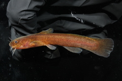 Noturus leptacanthus