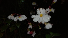 Begonia acerifolia