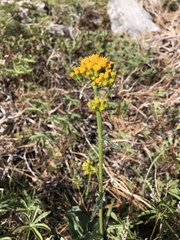 Senecio aronicoides