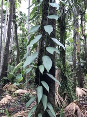 Rhaphidophora