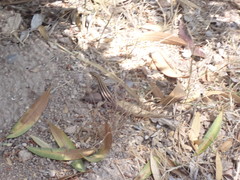 Aspidoscelis sonorae