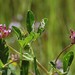 Trifolium hydrophilum - Photo (c) 2005 Dean Wm. Taylor，保留部份權利CC BY-NC-SA