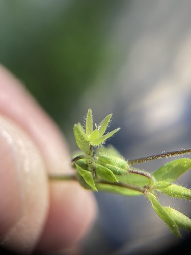 Stellaria pallida iNat (1)
