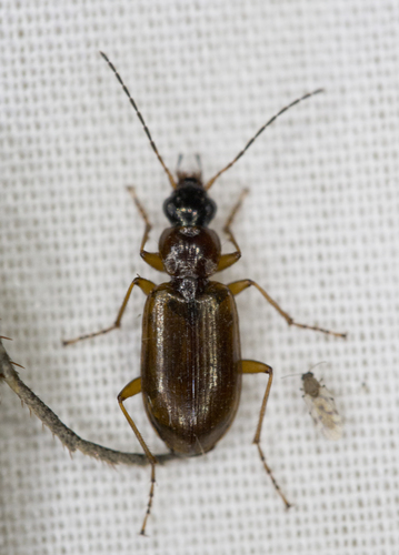 Iron-edged Harp Ground Beetle