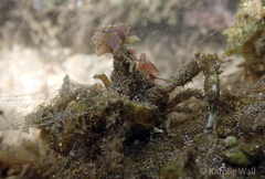 Schizophroida hilensis