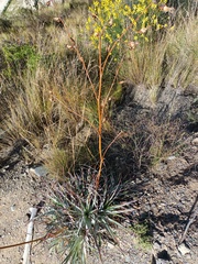 Puya cochabambensis