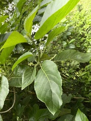 Claoxylon indicum