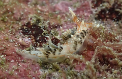 Phidiana semidecora