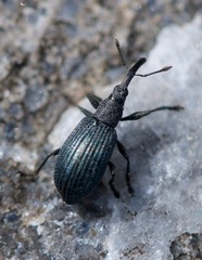 Stenopterapion meliloti