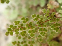 Myriopteris gracilis