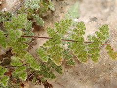 Myriopteris gracilis