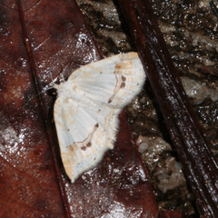 Asthena undulata