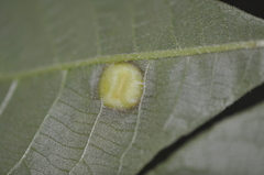 Phylloxera caryaescissa