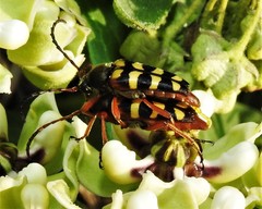 Typocerus sinuatus