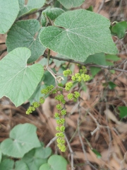 Vitis berlandieri