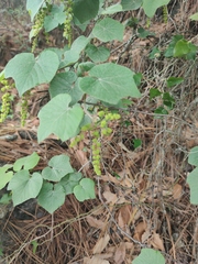 Vitis berlandieri