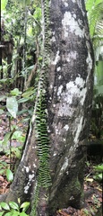 Pothos cylindricus