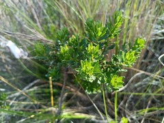 Baccharis linearifolia