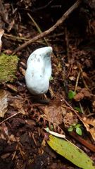 Clavogaster virescens
