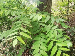 Juglans mollis
