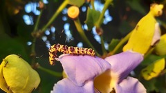 Tinolius eburneigutta