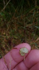 Hydrocotyle microphylla