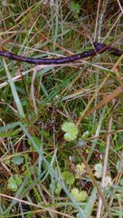 Hydrocotyle microphylla