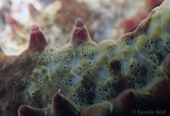 Pentaceraster cumingi