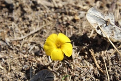 Oxalis perdicaria