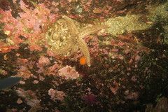 Stylasterias forreri