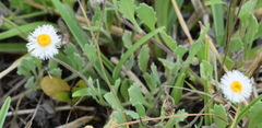 Erigeron procumbens