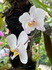 Phalaenopsis philippinensis