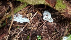 Clavogaster virescens