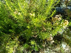 Baccharis boliviensis
