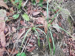 Eryngium longifolium