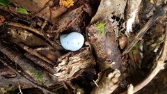 Clavogaster virescens