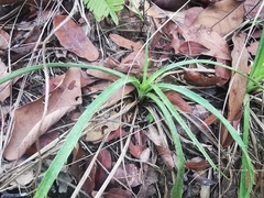 Eryngium longifolium