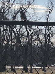 Oreoscoptes montanus