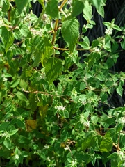 Minthostachys mollis