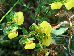 Calceolaria parviflora