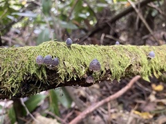 Mycena nargan