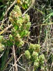 Minthostachys mollis