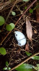 Clavogaster virescens
